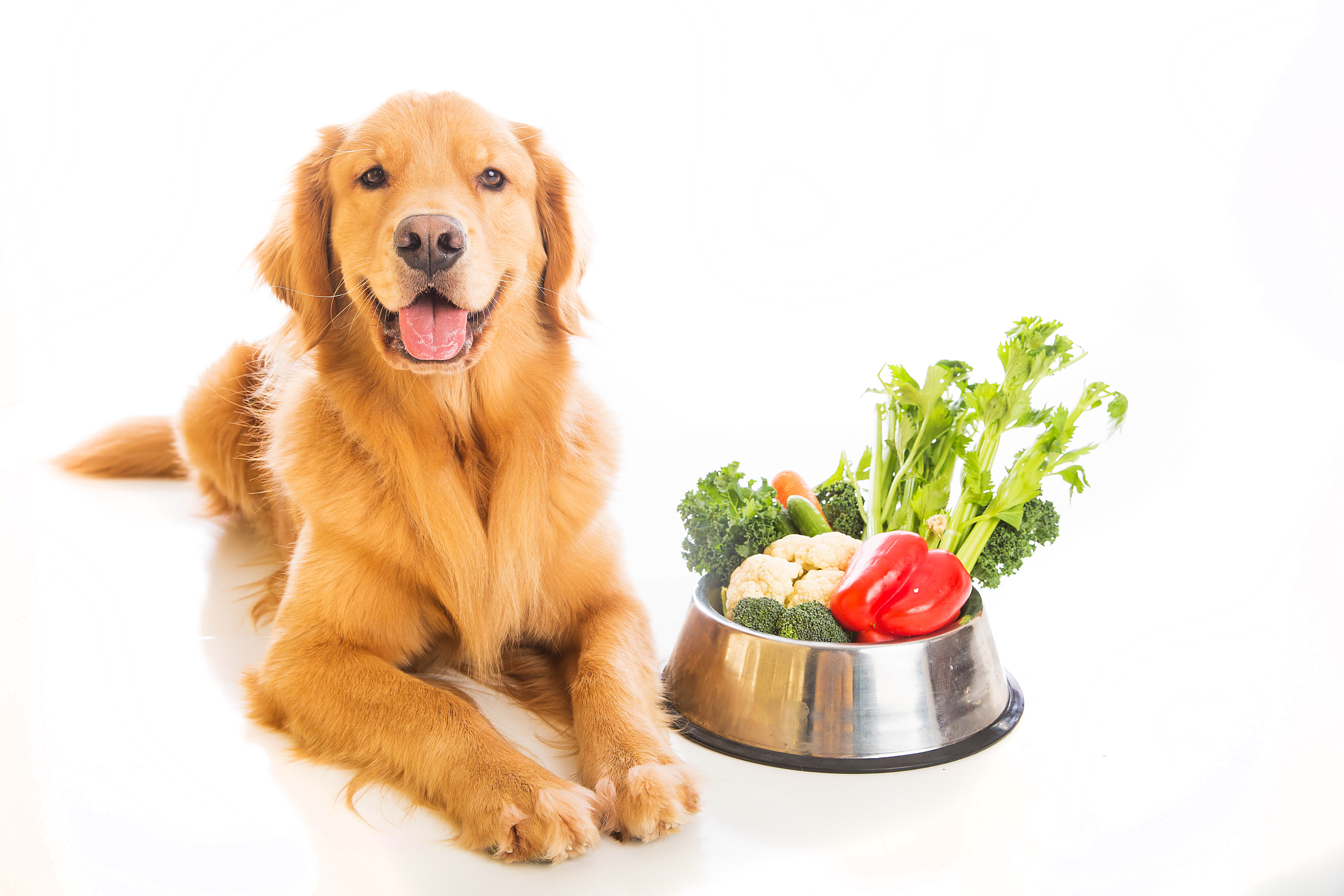 Vegetarian food for store dogs