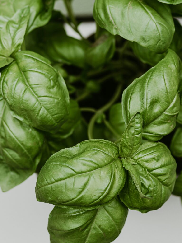 Basil 