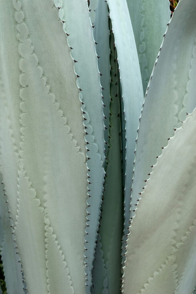 Agave
