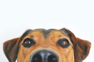 Dog Peek-a-boo