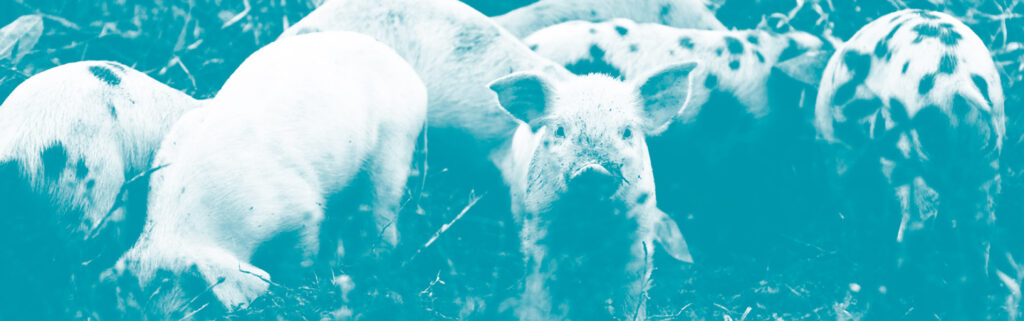 Piglets duotone image