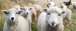 We Are Vegan for the Animals